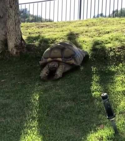 Cowabunga it is.