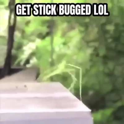 Cut kitty
