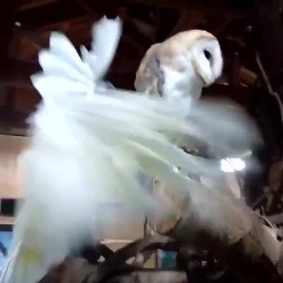 Party Parrot gets back from party and disrupts his night owl roommate&rsquo;s studying