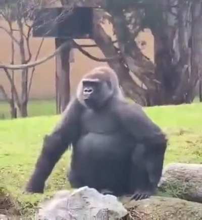 Monke seduce