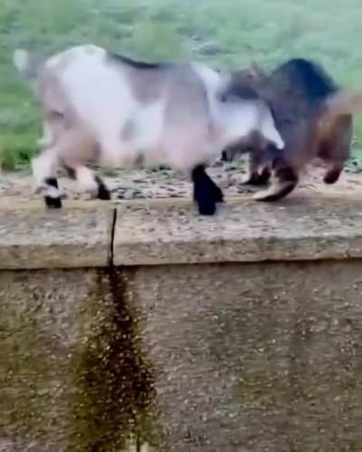 Two goats on a wall