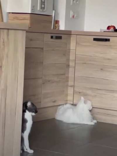 How did this cat get out of here?