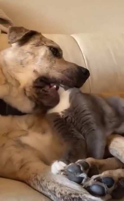He monch the hed
