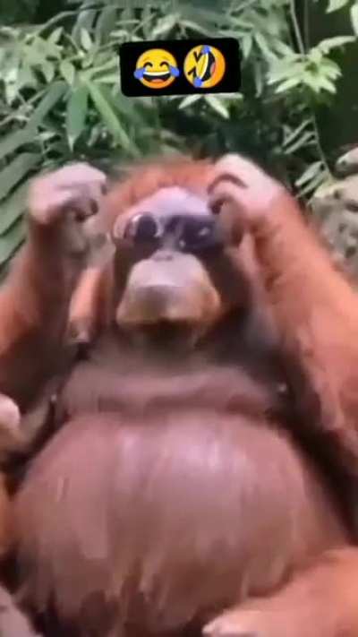 🐶 VS 🐵