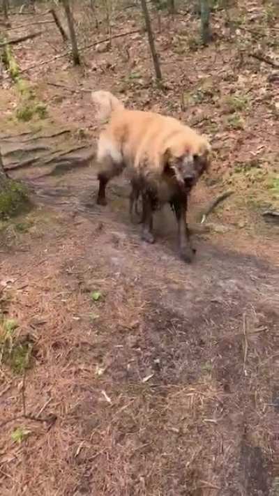 woof_irl