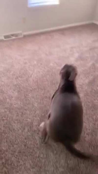 Was told &ldquo;need more videos to prove he&rsquo;s a happily hippo&rdquo; meet, Diego, and his own, &ldquo;Zoomie&rsquo;s&rdquo; room!