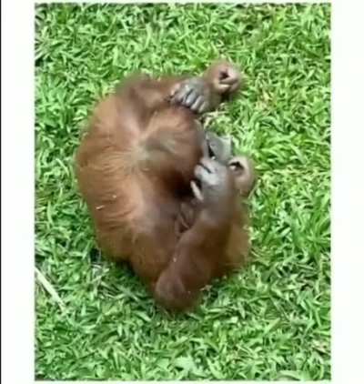 Sunglasses accidentally dropped into a zoo orangutan enclosure