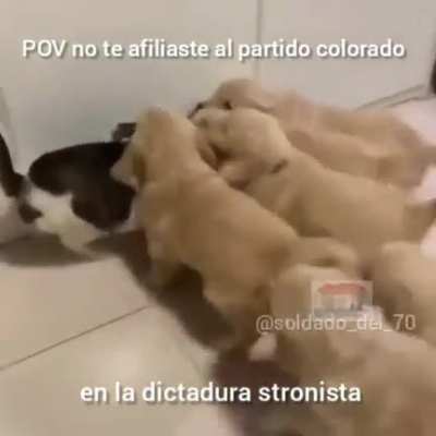 No le se al POV