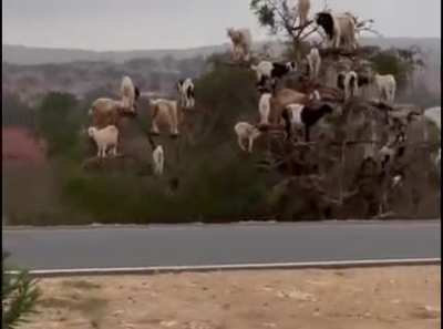 🔥 Goats. In a tree. In Morocco.