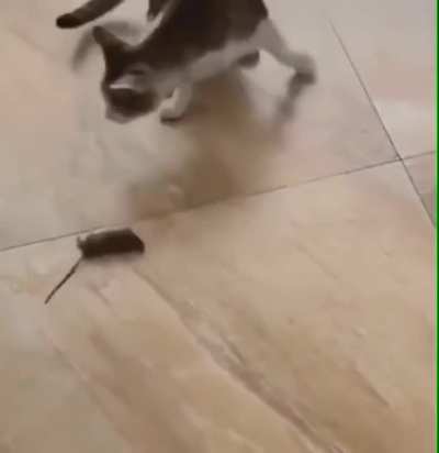 Keep rollin rollin rollin