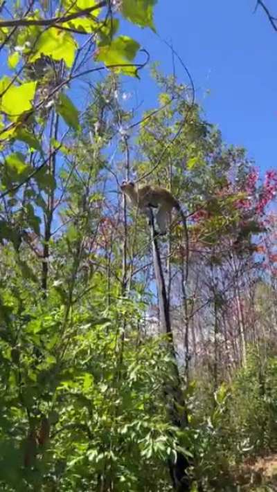 Day in the life of a professional primate rehabber 🐒🤷🏽‍♂️ you get used to the monkeying around LOL (OC)