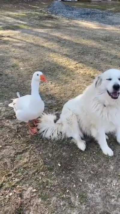 Goose protects doggy form goats s