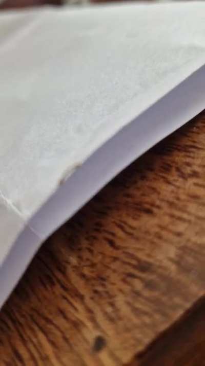Small brown "walking" bug found inside - what is it?