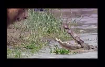 Intense stare down between Lion and crocodile