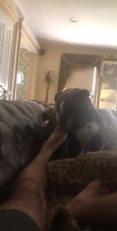 Dog used Bite