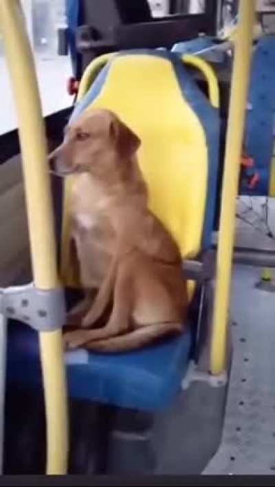 Cachorro caramelo pegando um &ocirc;nibus