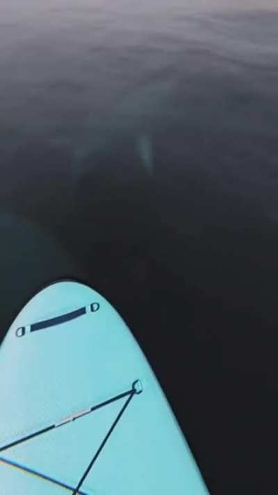 You never know what hides in the deep waters