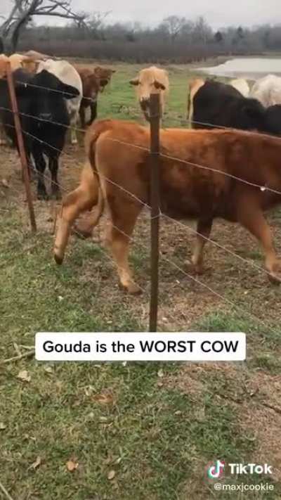 Damn it, Gouda!