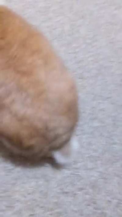 Attacc the snacc