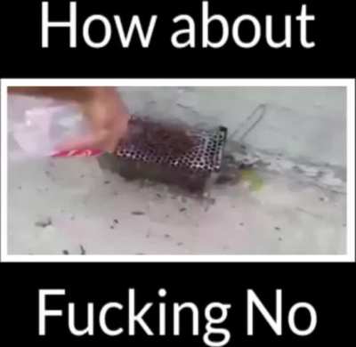 How to make the gay rat epic