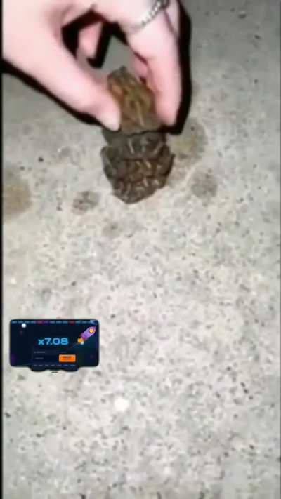 Frog 