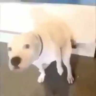 Ta feliz el perro :)