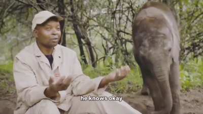 baby elephant hears his name and decides to interrupt an interview🥹❤️&zwj;🩹