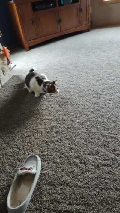 Adzuki gets the butt wiggles when the wiggle worm comes out to play! 