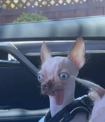 Smol dog, big blep