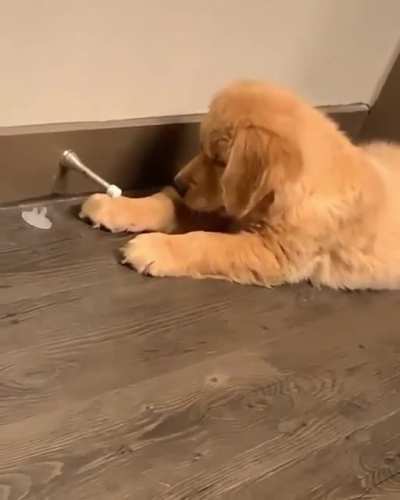 Cute idiot
