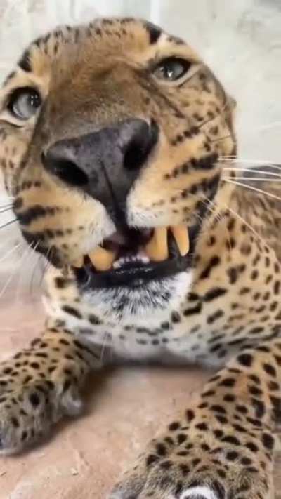 Красавчик