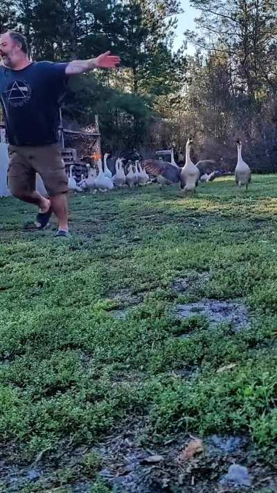 Goose dad does the flap dance video while I'm in bed sick