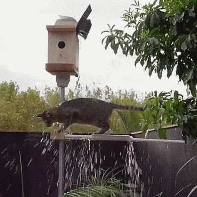 The Birdhouse Booby Trap Device