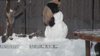 Panda vs snowman