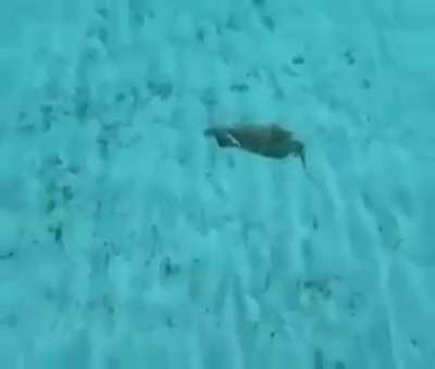 🦀