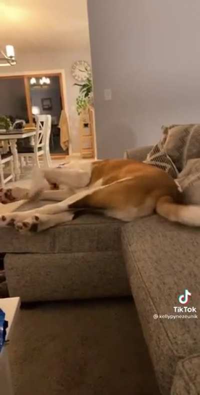 Singing your dog&rsquo;s theme song