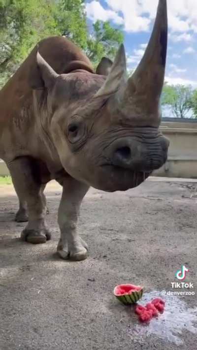 rhino vs melon
