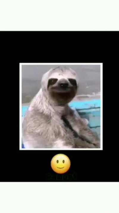 Amigo