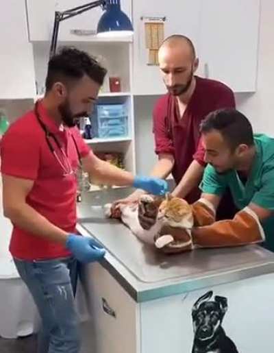 Cat not having a great day