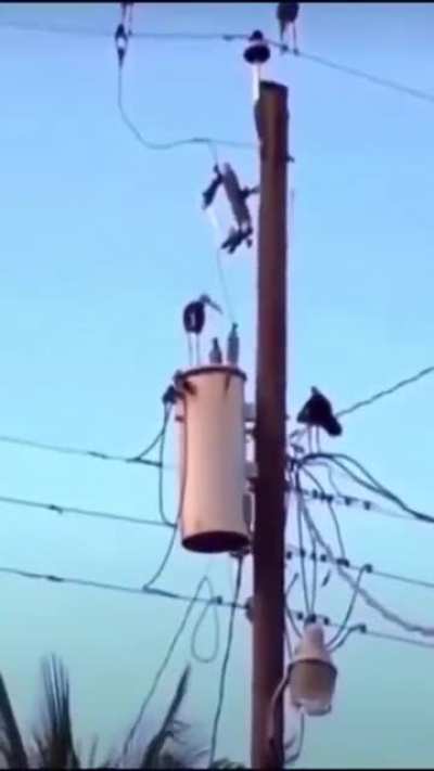 Bird gets zapped