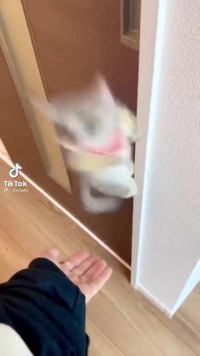 Sugar glider is trained to climb onto its owner&rsquo;s arm on command