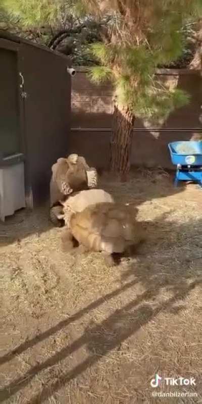 To get some sugar