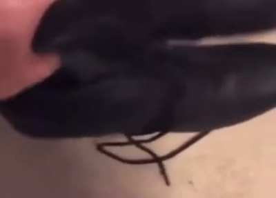boing