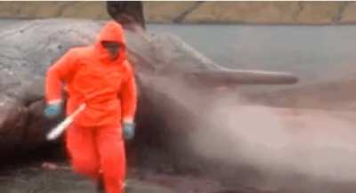 the whale's belly explodes