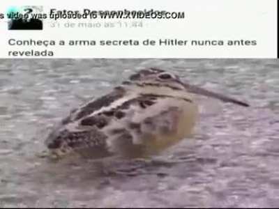 Inacreditável 😱