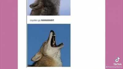 coyotes go &Atilde;
