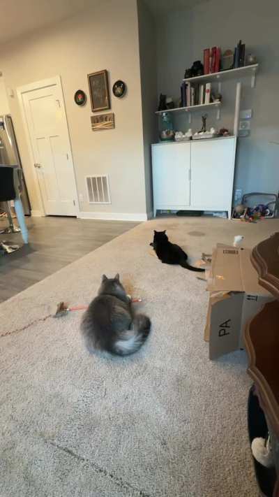 A few minutes of silly kitties. We don&rsquo;t usually get manic Morph. Cosmo was perched watching the shenanigans.