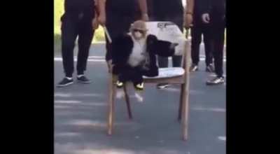 monke got drip