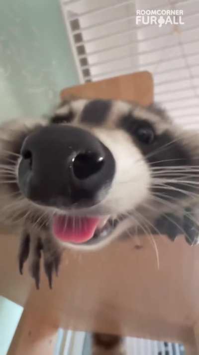 Raccon