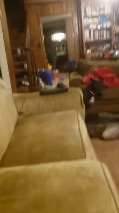 First she hops, then she attacks.